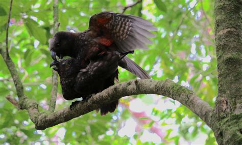 pictures of kaka|kākā breeding and nesting.